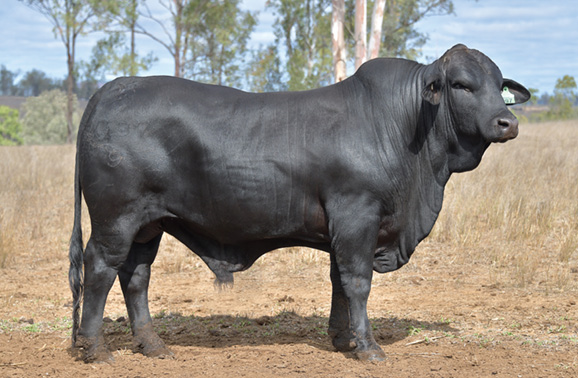 Bimbadeen Brangus bull sale sees four share top price of $15,000 ...