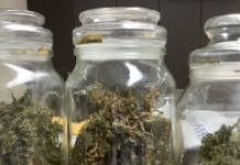 Burnett police seize $60k worth of drugs