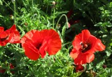 Award-winning navy linguist to speak at Kingaroy ANZAC Day service