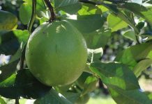 Drunken hit-and-run picker sentenced