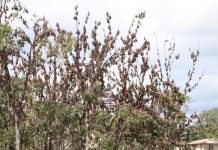 Mundubbera gets batty