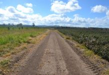 Losing crops to contamination