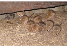 Look after your dogs during mouse plague