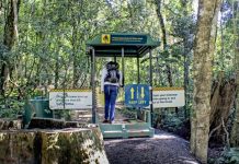 Stations to protect ancient bunya pines