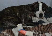 ‘I nearly lost my dog’: Surprising threat endangers pets