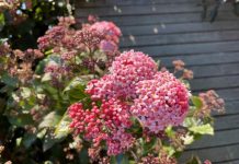 Sweetly scented garden delights