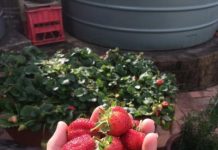 Succulent strawberries for Spring