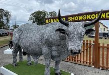 Nanango’s ’moo’ statue