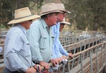 Top week for Murgon sales