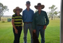 Bees unleash stings on dogs