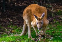 Two women to hospital after kangaroo crash