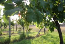 Gateway to fine wine