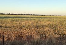 PAUL’S PADDOCK: Looking at weeds again