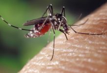 Mosquito-transmitted virus on the rise