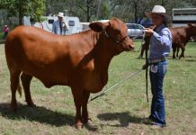 Fresh look for 64th annual show