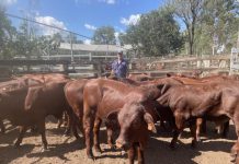 Eidsvold Livestock and Property Sale