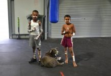 Cherbourg boxing shed a knock-out!