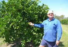 Tahitian limes in Burnett soil