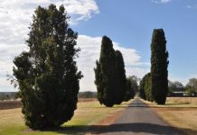 The pine trees of Pioneer Avenue
