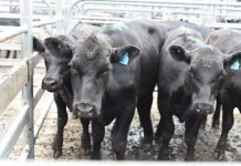 Plan to decarbonise agriculture