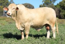 80 bulls bred by Certified Charbray Breeders on offer