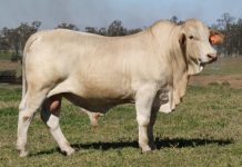 Top Genetics offered from Whitaker