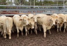 Whitaker Beef provides options