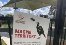 Magpies swoop in: Dos and don’ts