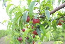 Kumbia a gem for stone fruits