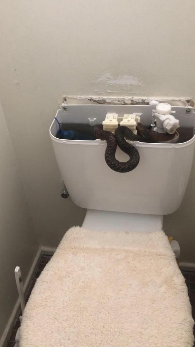 Massive snake slithers out of ladies' room toilet in Australia, becomes  your next nightmare