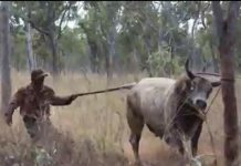 Bull Catching at Lakefield National Park