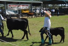 Home to QLD Dexter Breed Show