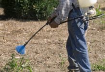 Council’s use of glyphosate – cause for concern?