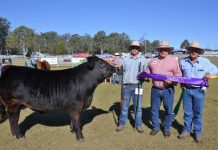 Loopy is Led Steer Grand Champion