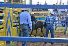 The Kingaroy Show’s final event: A bull ride