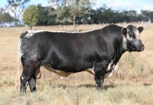 AAA Speckle Park: Top breed on offer