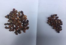 Chickpea seeds and diseases