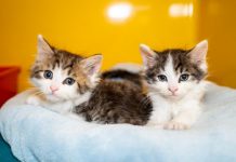 Join Operation Wanted