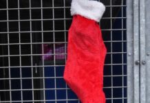 Received a new pet for Christmas?