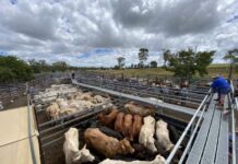 Monto saleyard in review