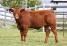 Award winning genetics on offer