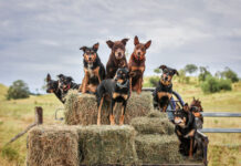 Top dogs in NB Aus Day winning snapshot