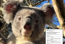 ‘Koala killer’ project throttled