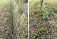 Weeds and fence lines