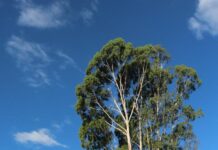 Council caves on ‘dangerous’ trees