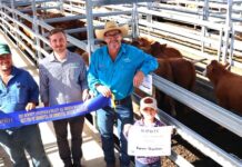 Simmental cross weaner steers sell to 496c/kg at Biggenden