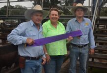Rain and sales at Coolabunia Weaner Sale
