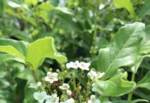 Growing hardy viburnum