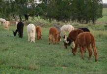 More winter craft awaits in July