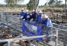 Pratt Agencies Weaner Show and Sale
